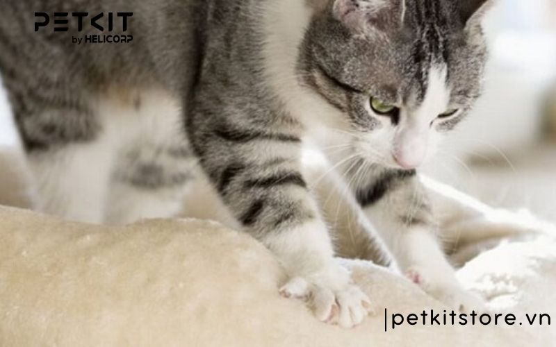 mèo bị tăng động