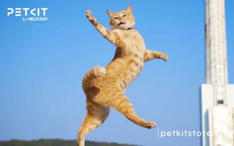 mèo bị tăng động