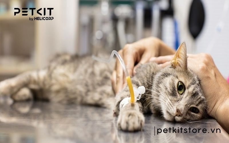 mèo bị tăng động