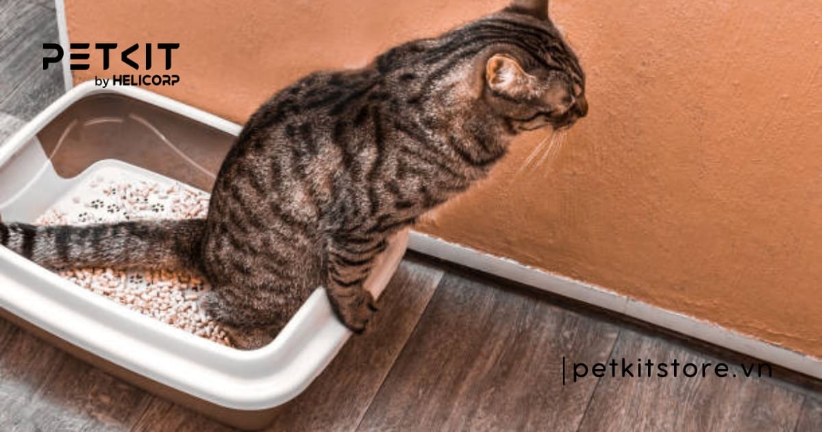 Mèo bị táo bón nên ăn gì thì tốt cho sức khỏe