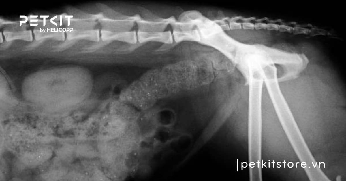 Mèo bị táo bón nên ăn gì thì tốt cho sức khỏe