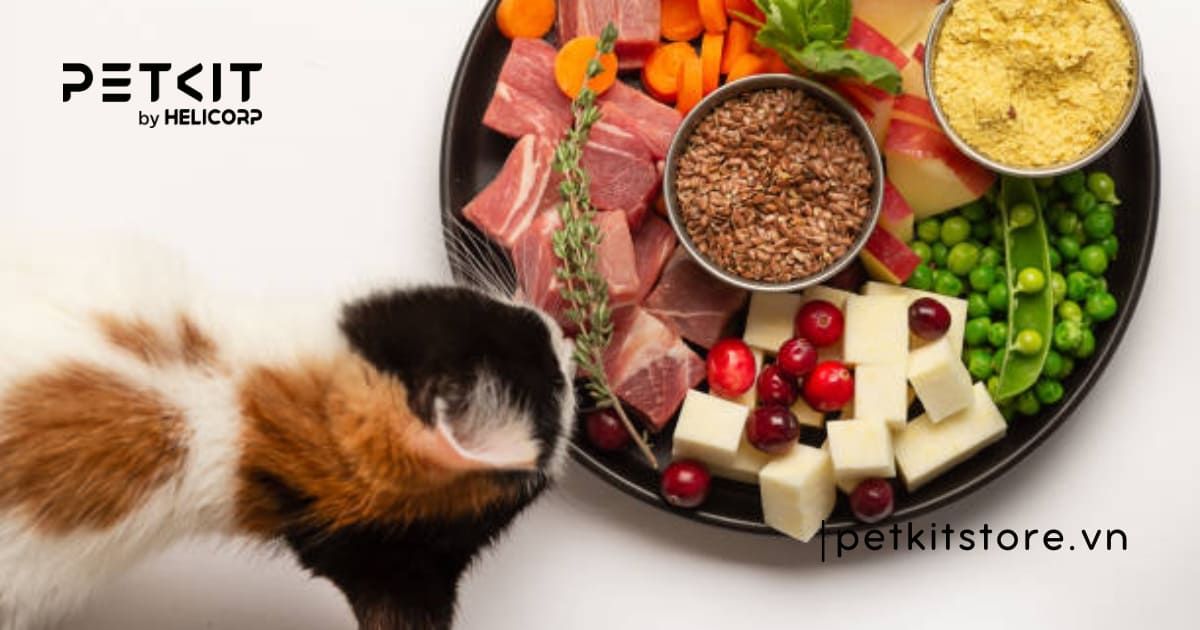 Mèo bị táo bón nên ăn gì thì tốt cho sức khỏe