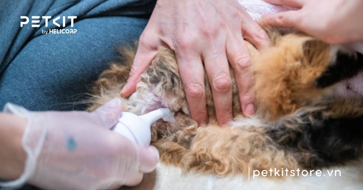 Mèo bị táo bón nên ăn gì thì tốt cho sức khỏe