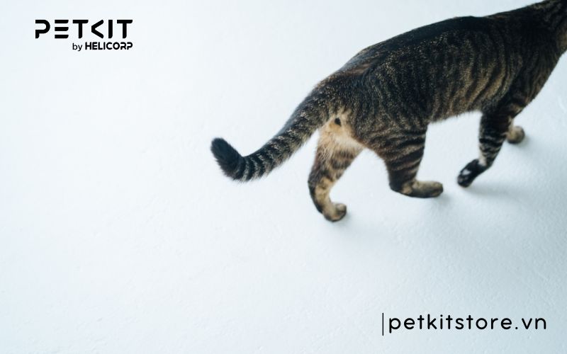 Mèo bị giảm bạch cầu có bị lại không