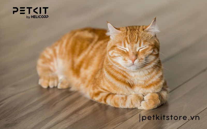 hít nhiều lông mèo có sao không