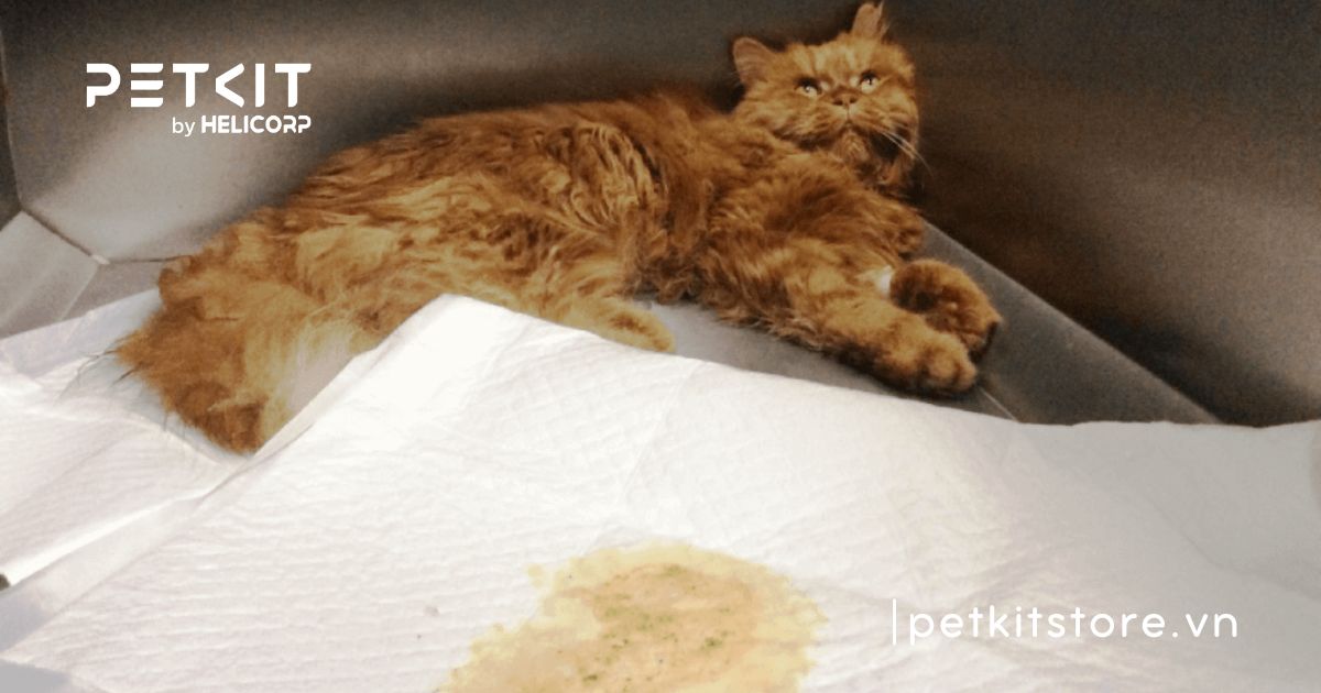 Mèo bị tiêu chảy