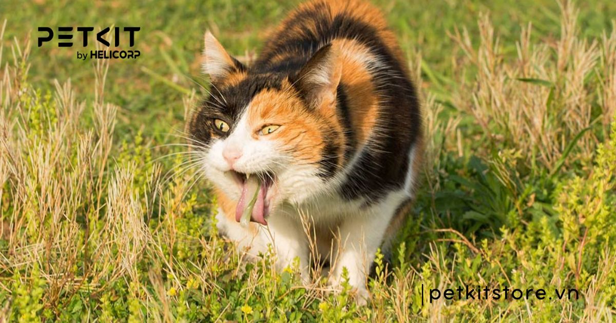 Mèo bị tiêu chảy