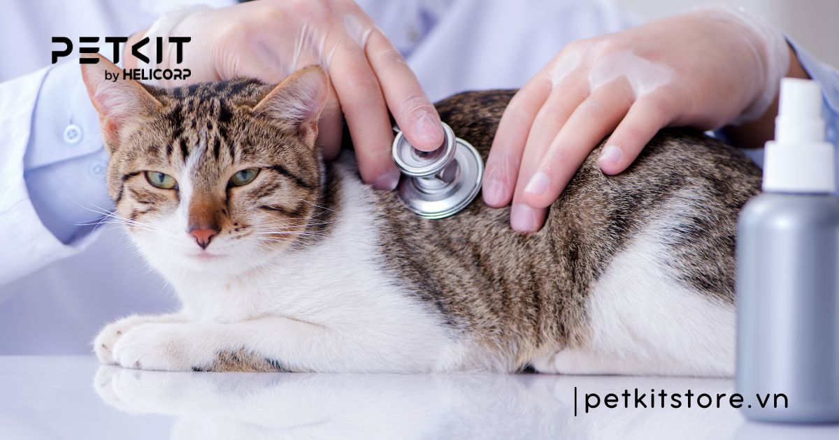 Mèo bị tiêu chảy