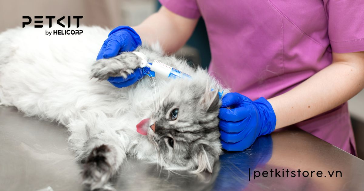 Mèo bị tiêu chảy và nôn