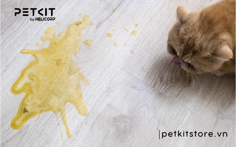 mèo bị tiêu chảy - các bệnh thường gặp ở mèo