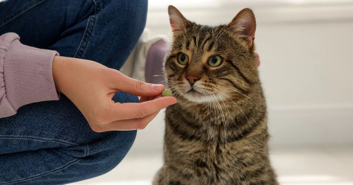 mèo bị trầm cảm