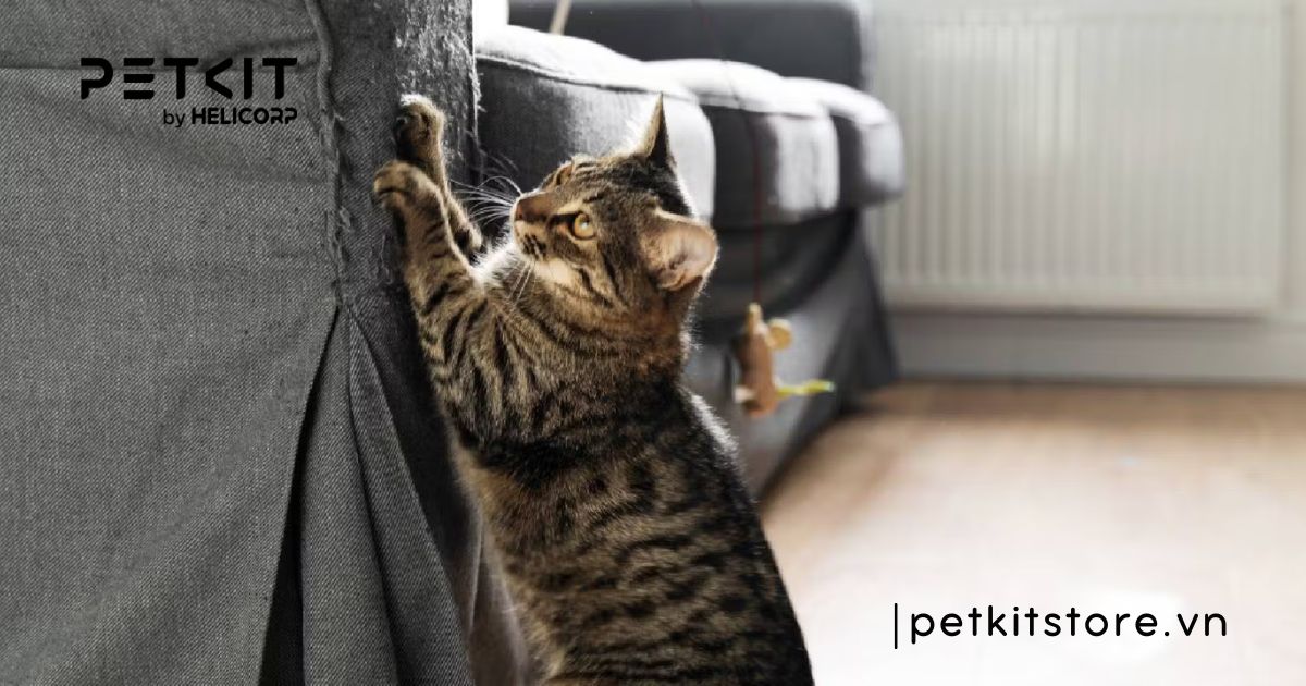 mèo bị trầm cảm