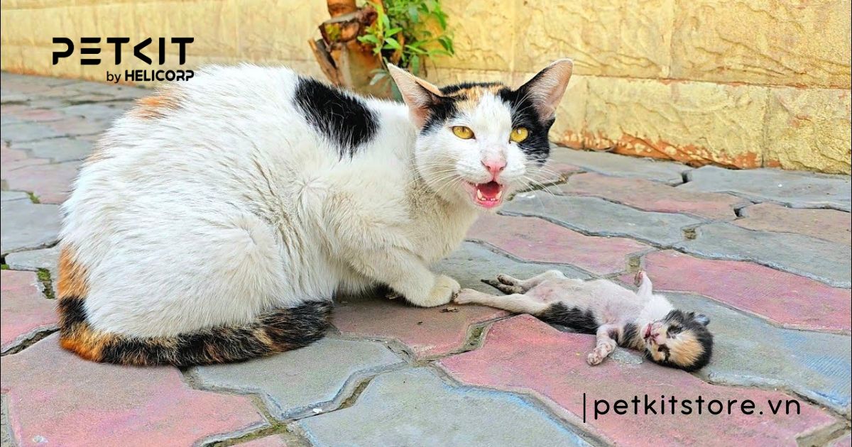 mèo bị trầm cảm