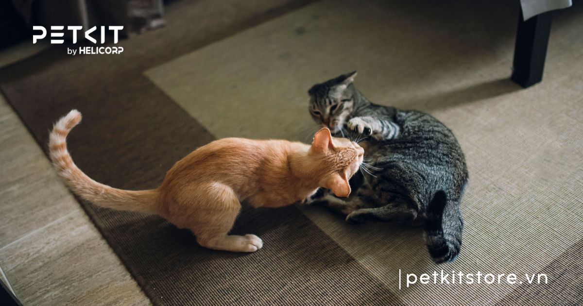 mèo bị trầm cảm