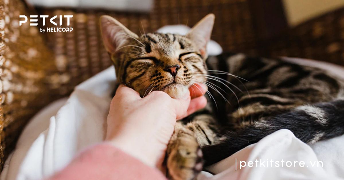 mèo bị trầm cảm