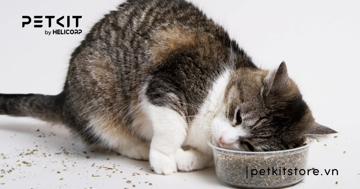 mèo bị trầm cảm