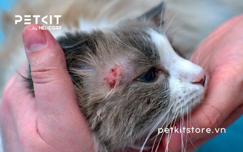 Mèo bị ung thư da