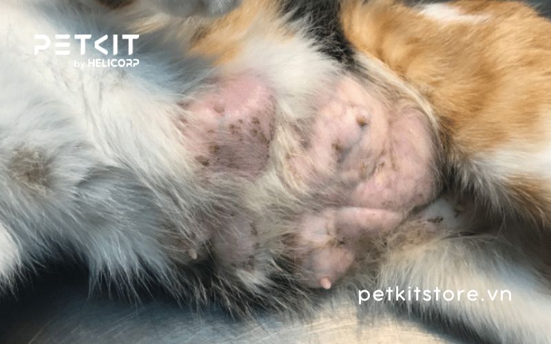 Mèo bị ung thư vú