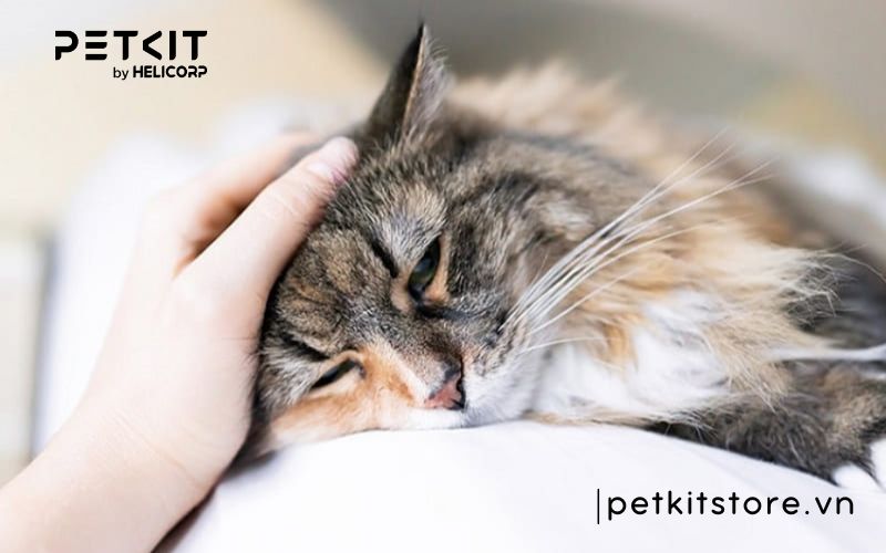 Mèo bị ung thư - các bệnh thường gặp ở mèo