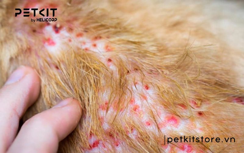 mèo bị viêm da - các bệnh thường gặp ở mèo