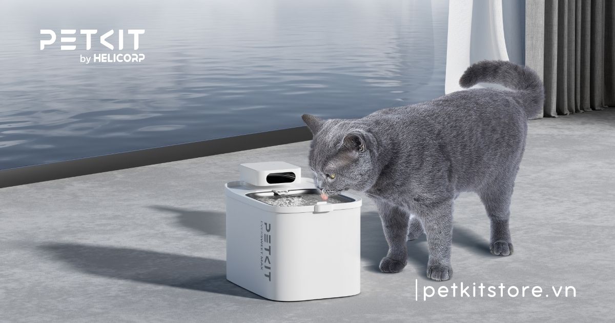 Mèo bị viêm đường tiết niệu