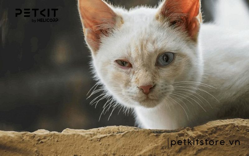 mèo bị viêm kết mạc - các bệnh thường gặp ở mèo