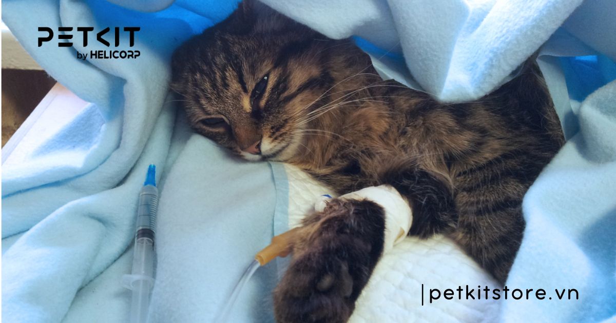 mèo bị viêm phổi