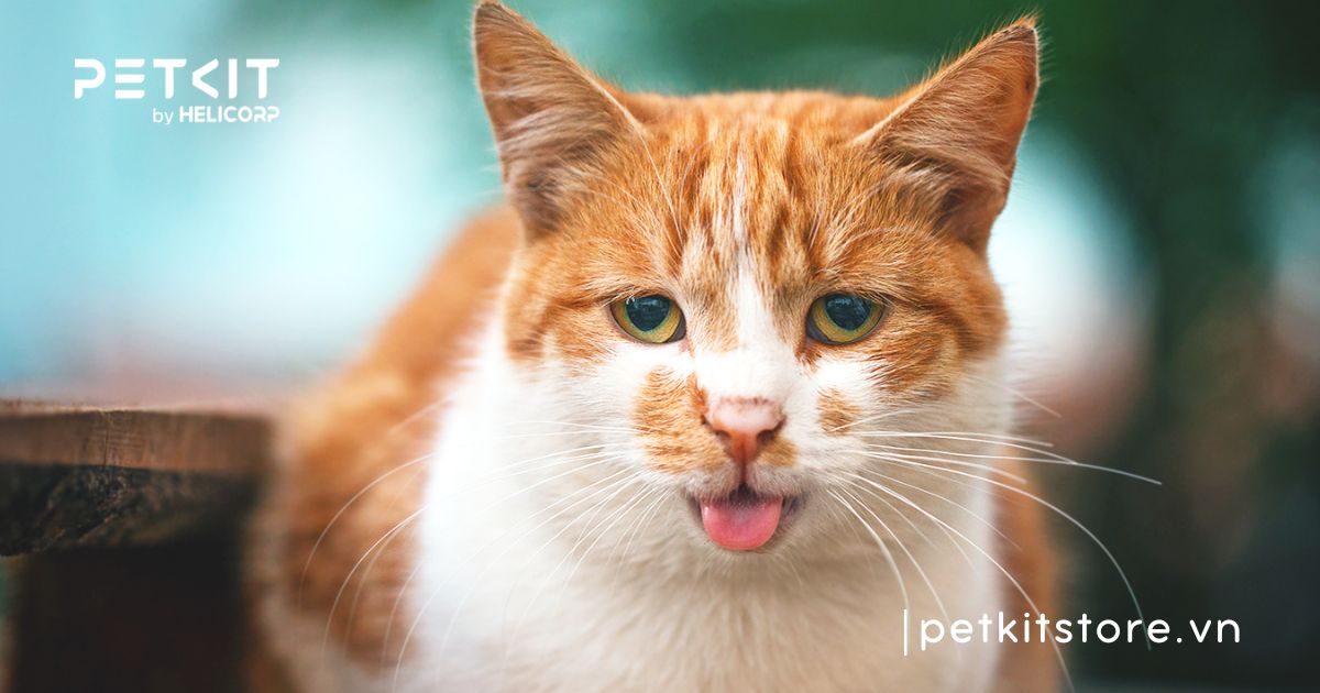 mèo bị viêm phổi