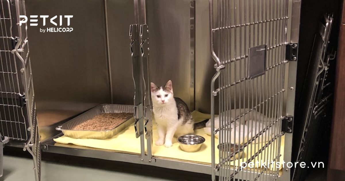 mèo bị viêm phổi