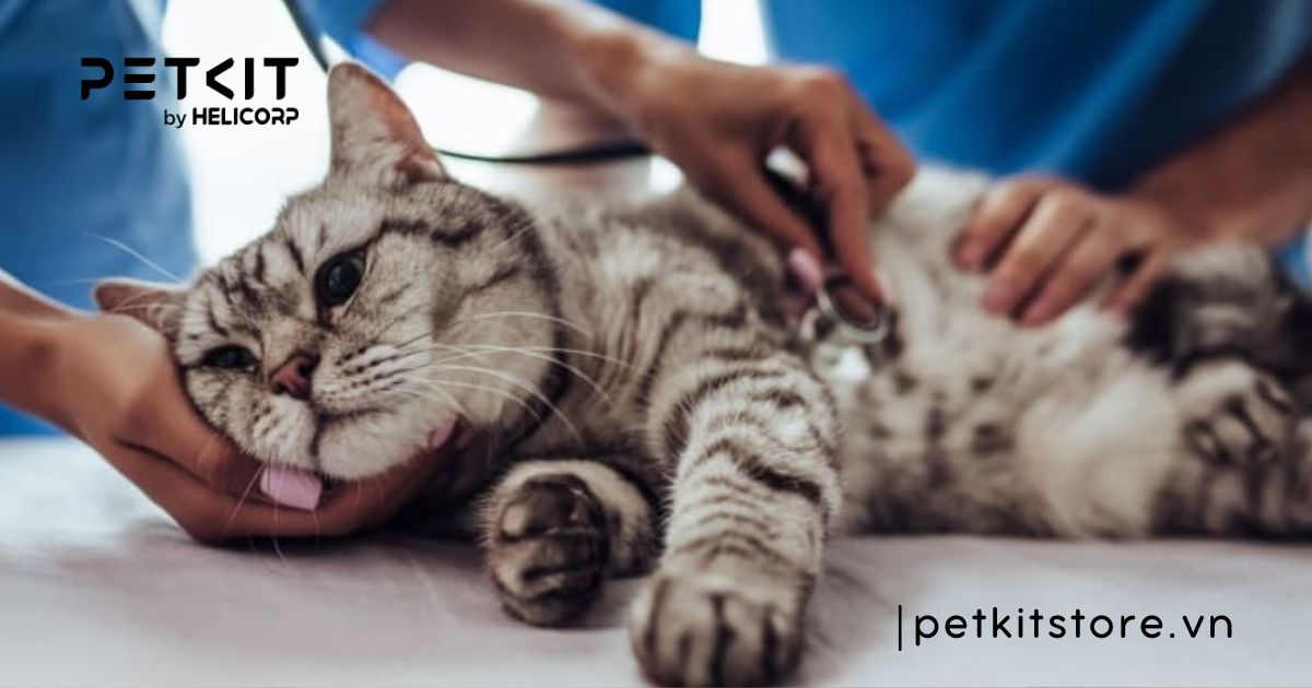 mèo bị viêm phổi