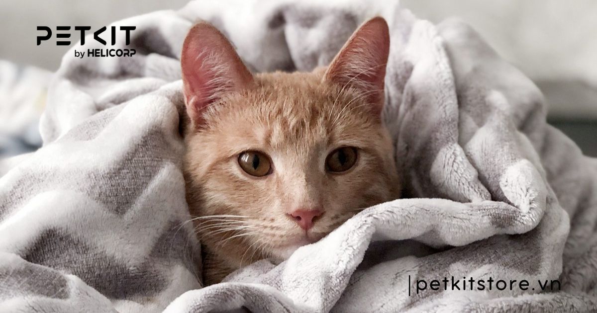 mèo bị viêm phổi