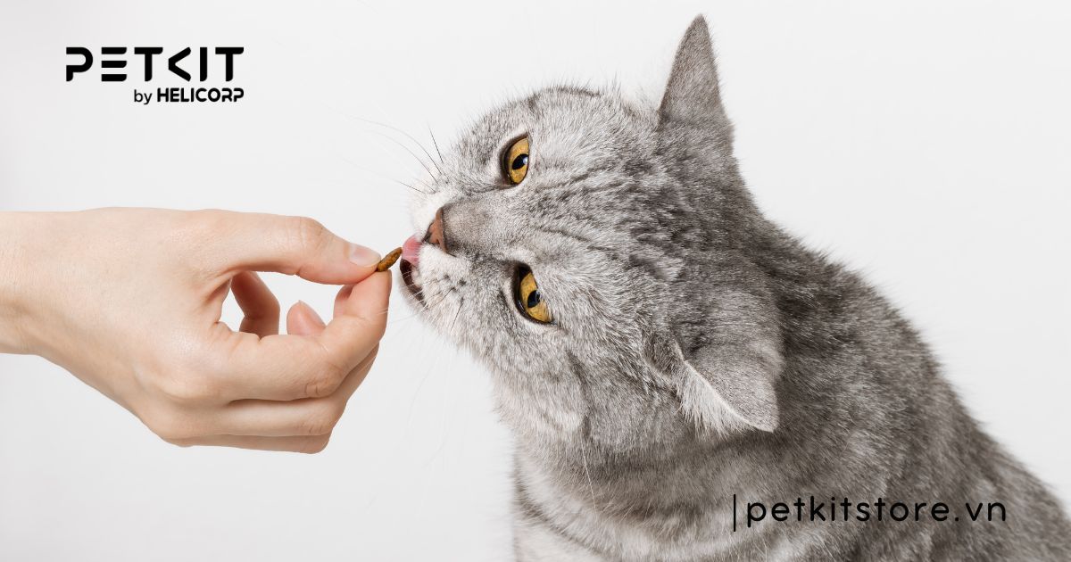 Mèo bị viêm phổi nên ăn gì