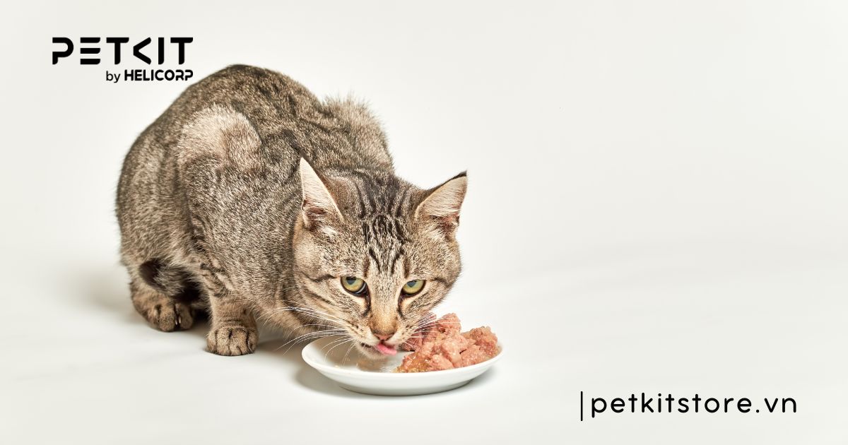 Mèo bị viêm phổi nên ăn gì