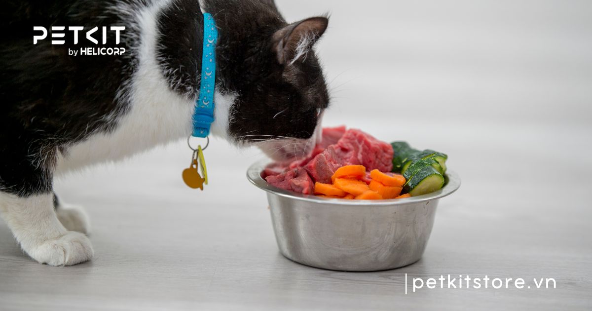 Mèo bị viêm phổi nên ăn gì