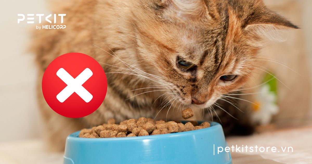 Mèo bị viêm phổi nên ăn gì