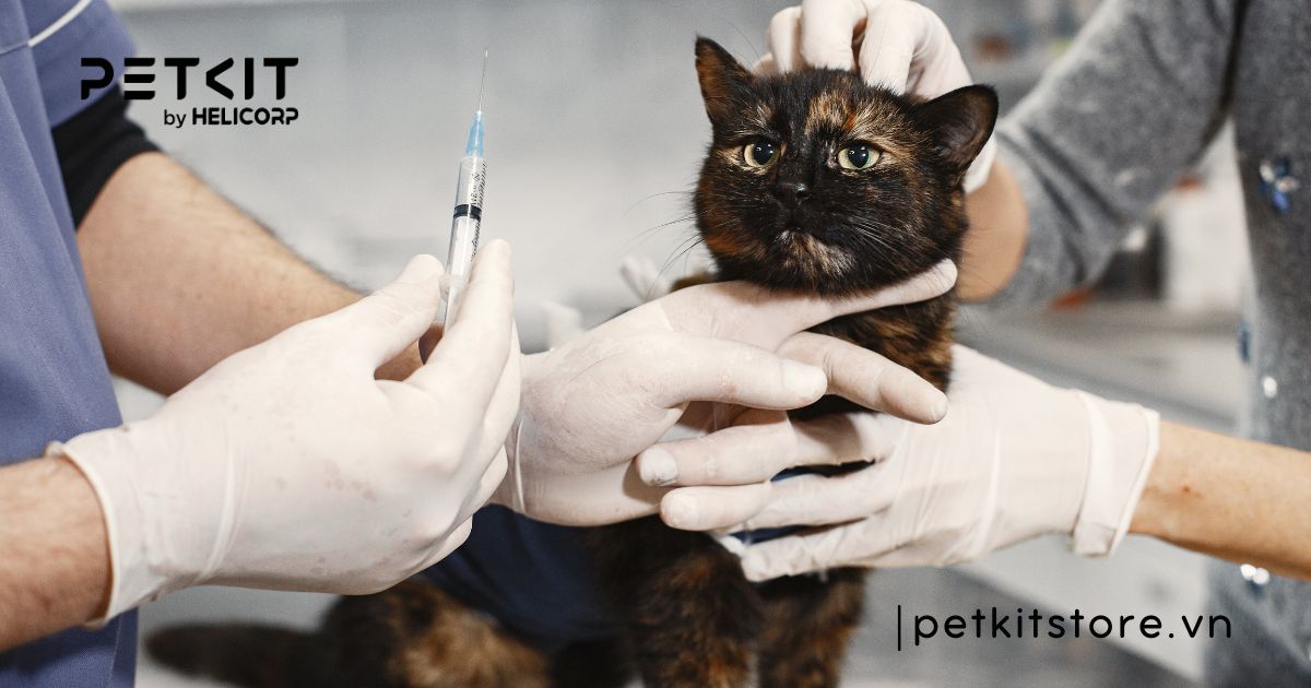 Mèo bị viêm phổi nên ăn gì