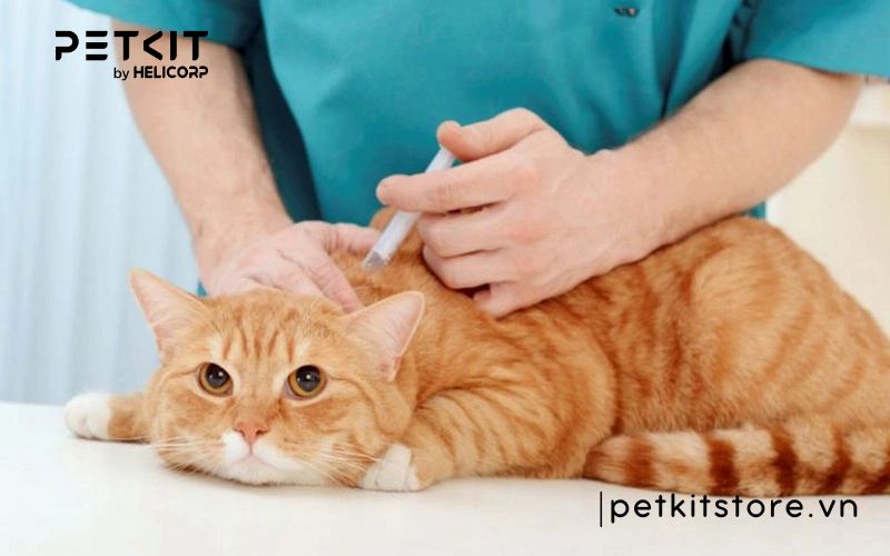 Mèo bị viêm phổi