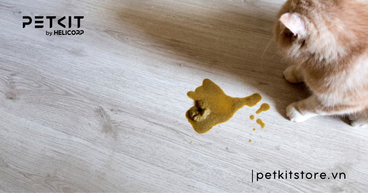 Mèo bị viêm ruột