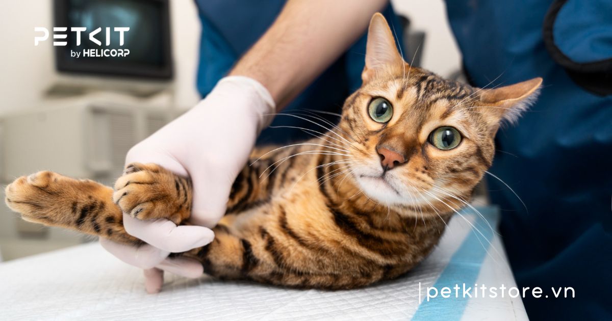Mèo bị viêm ruột