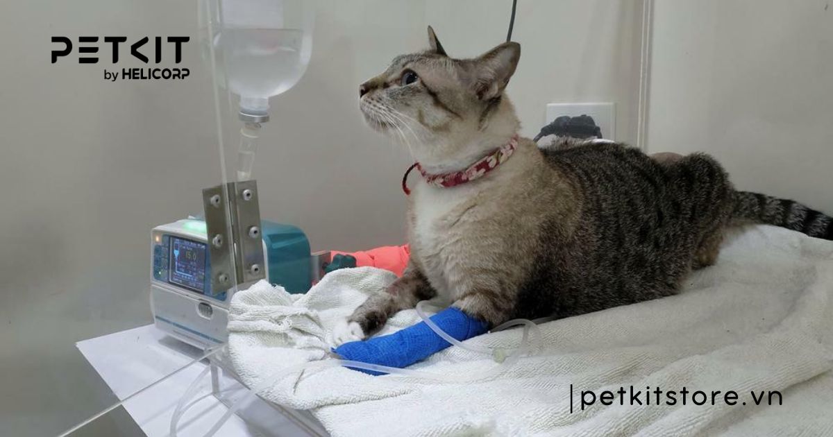 Mèo bị viêm ruột