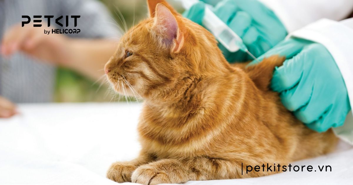 Mèo bị viêm ruột