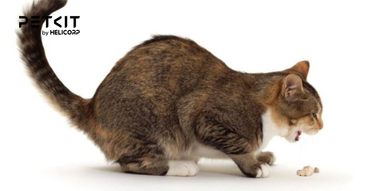 Mèo bị viêm ruột cho ăn gì để khỏi bệnh nhanh