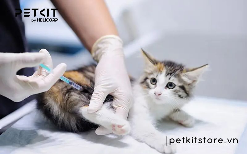 Mèo bị viêm ruột - các bệnh thường gặp ở mèo