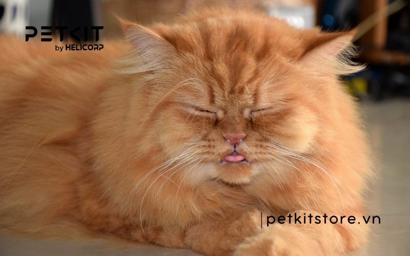 mèo bỏ ăn chỉ uống nước