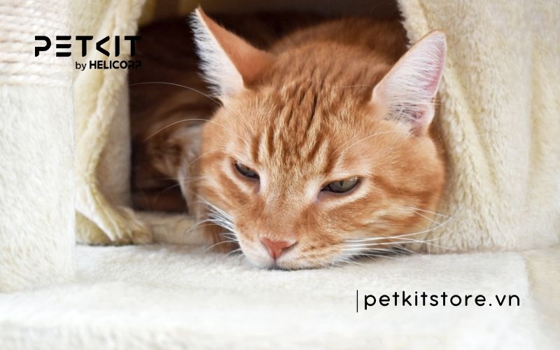 mèo bỏ ăn chỉ uống nước