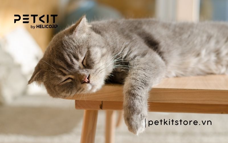 mèo bỏ ăn chỉ uống nước