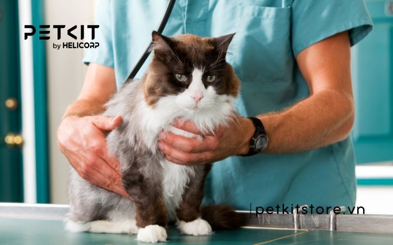 mèo bỏ ăn chỉ uống nước