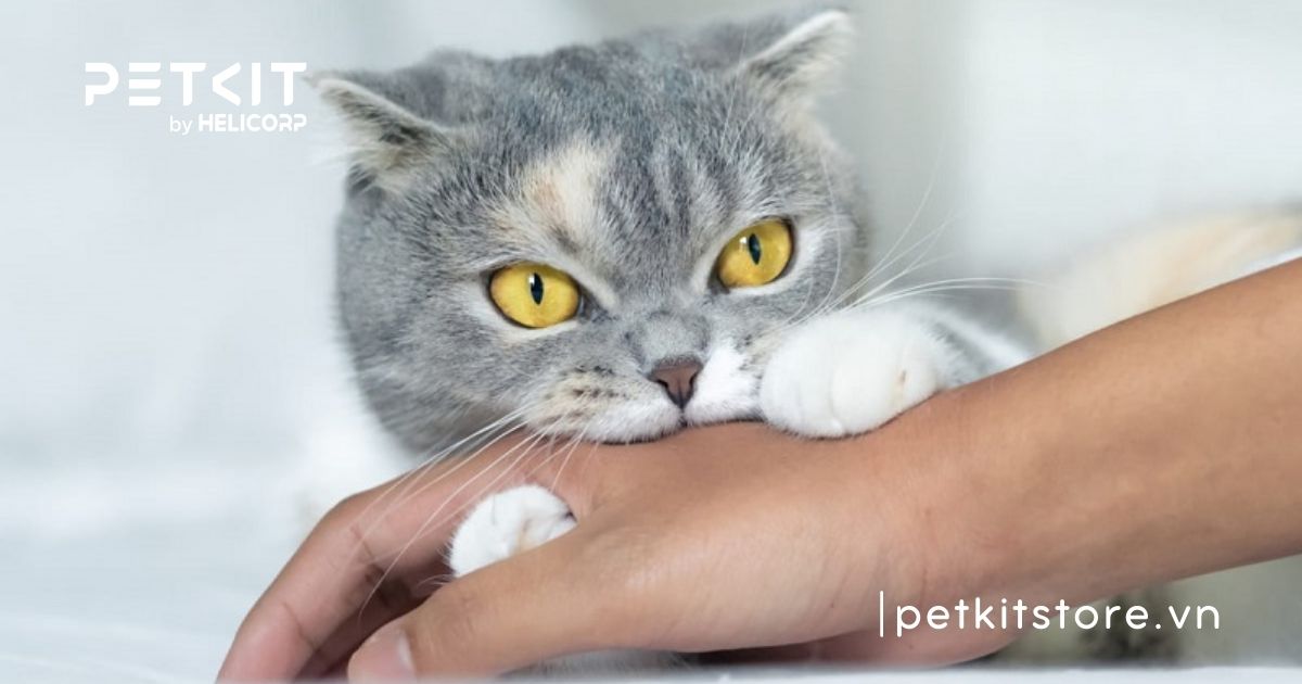 Mèo cào có bị bệnh dại không