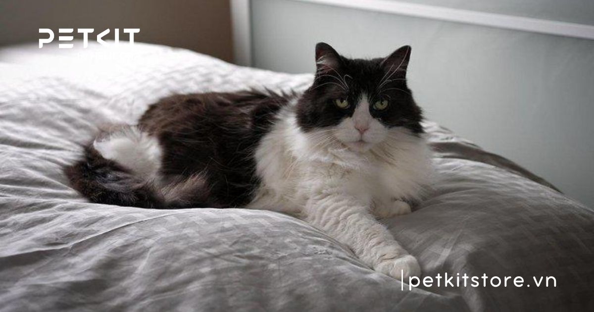 Mèo cào có bị bệnh dại không