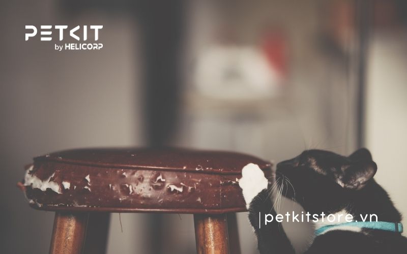 Mèo cào móng để làm gì